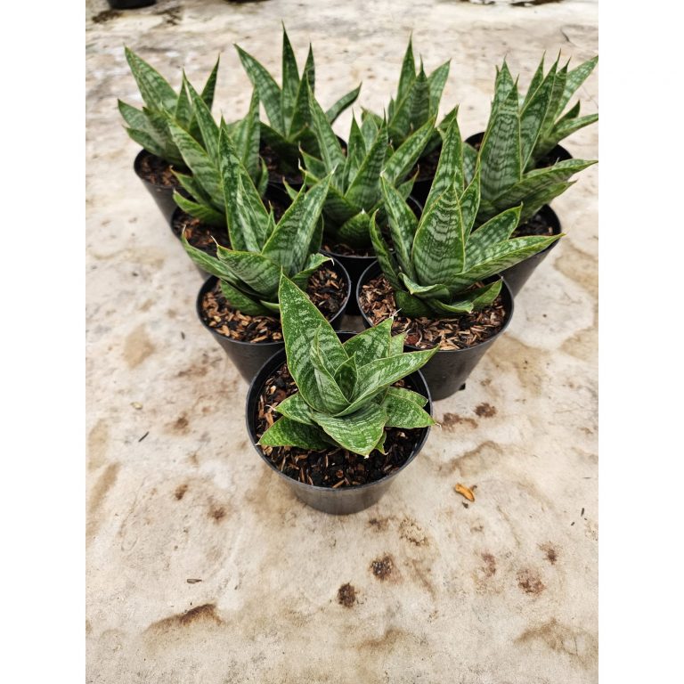 2214. Sansevieria Hybrid Jotun 10 Pcs
