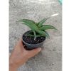 2247. Sansevieria Hybrid Kukubima