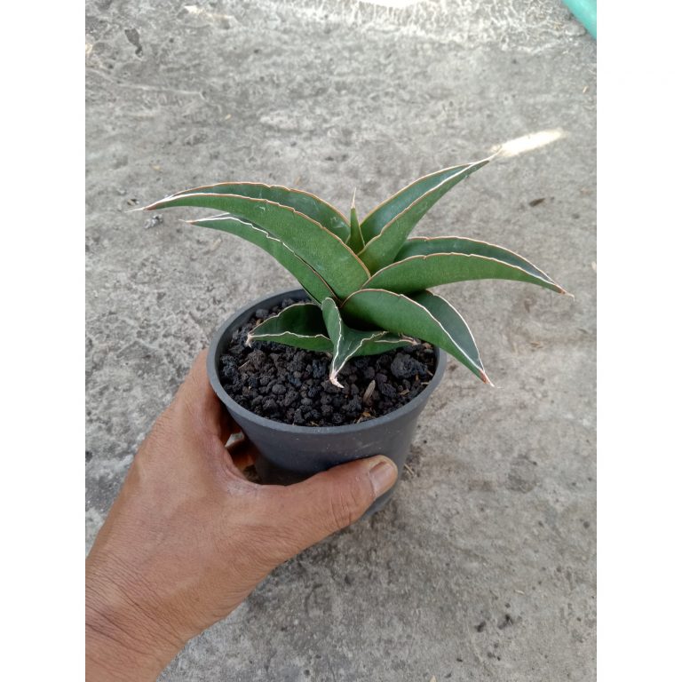 2247. Sansevieria Hybrid Kukubima
