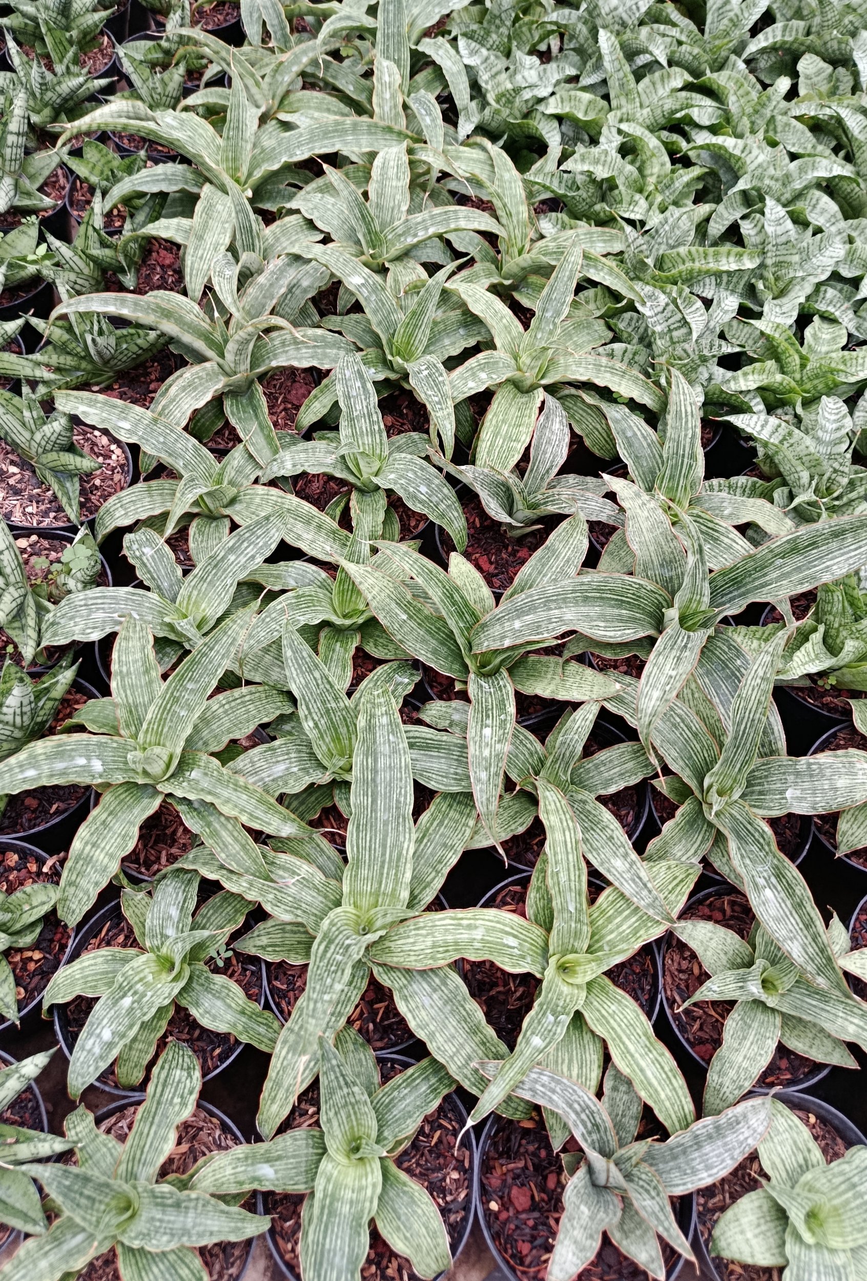 1952. Sansevieria Hybrid Laili - Image 2