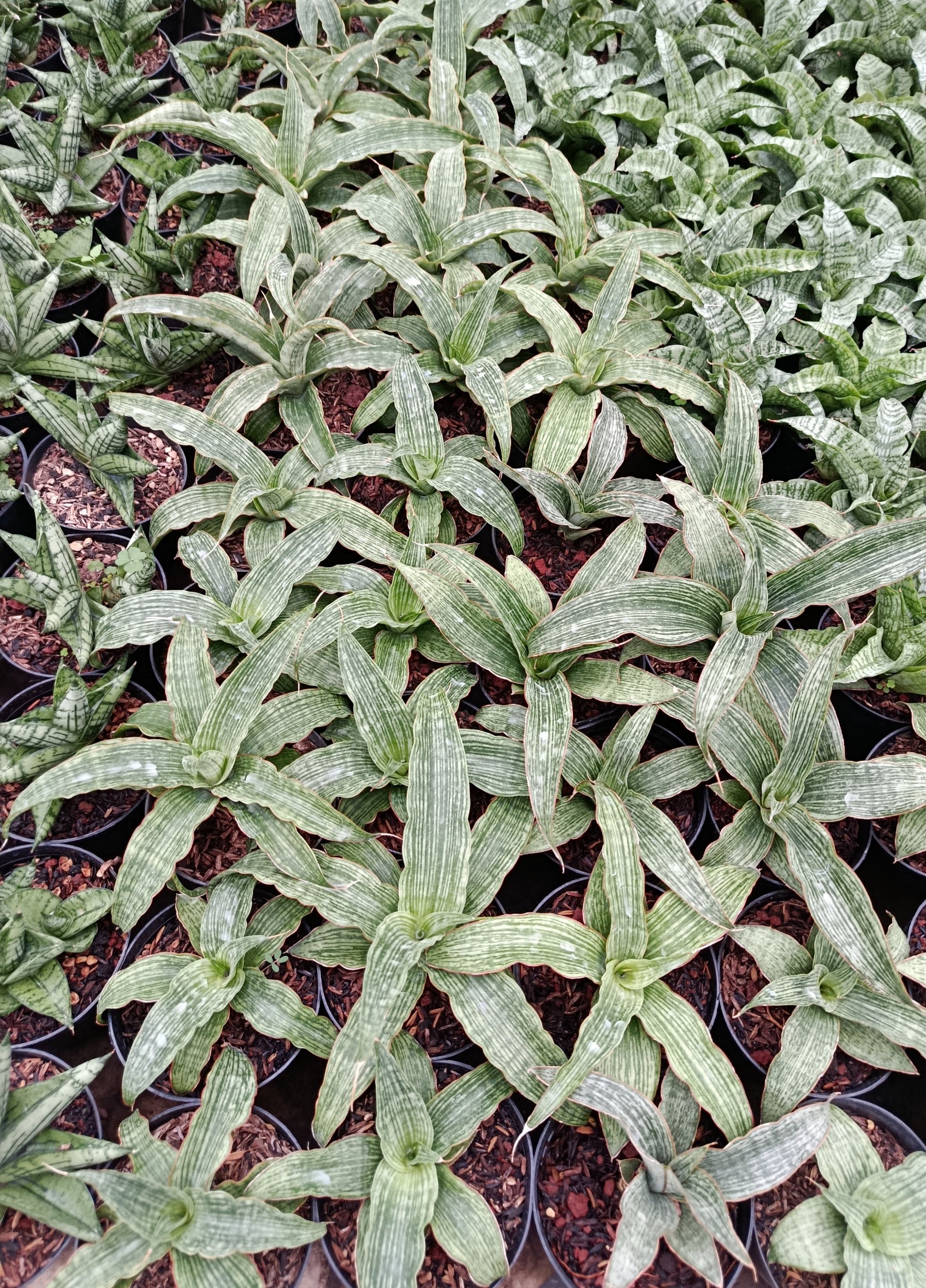 1952. Sansevieria Hybrid Laili - Image 3