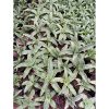 1952. Sansevieria Hybrid Laili