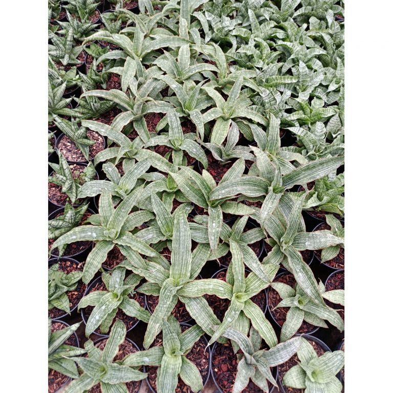 1952. Sansevieria Hybrid Laili