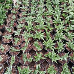 Alternative view of 1949. Sansevieria Hybrid Manja