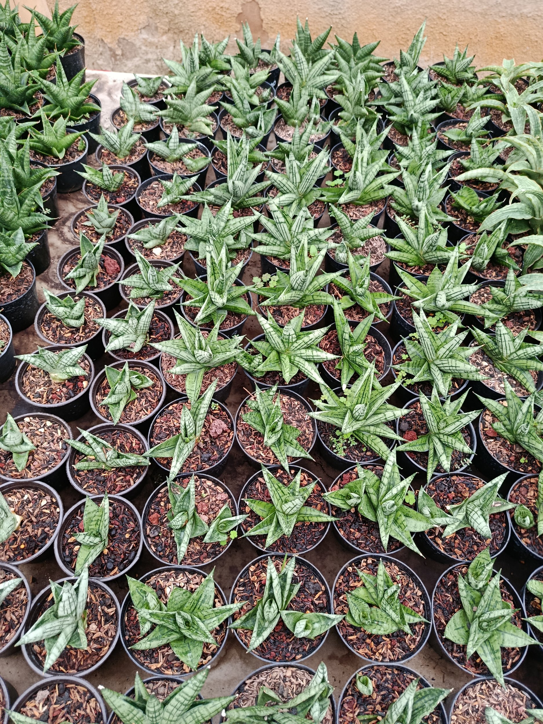 1949. Sansevieria Hybrid Manja - Image 2