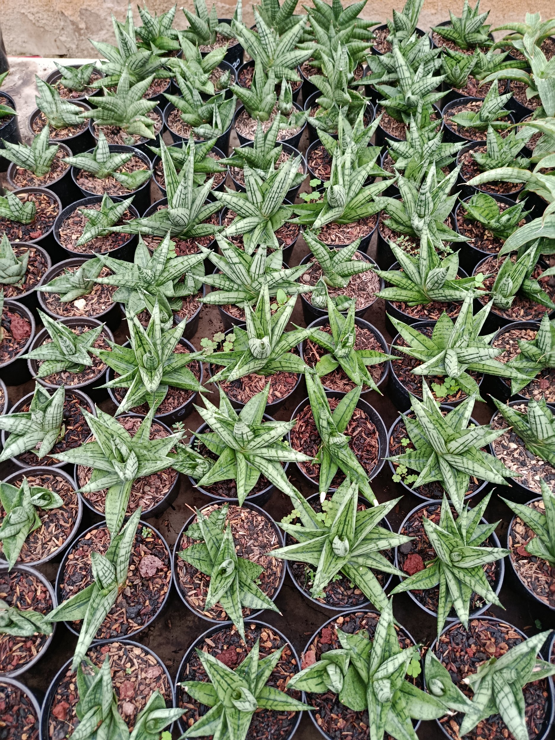 1949. Sansevieria Hybrid Manja - Image 3