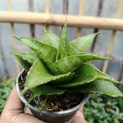 Alternative view of 2047. Sansevieria Hybrid Monas