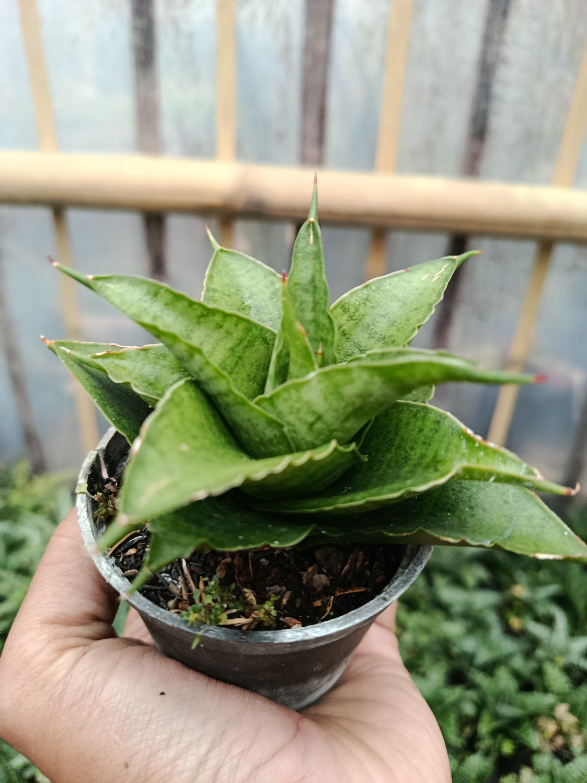 2047. Sansevieria Hybrid Monas - Image 2