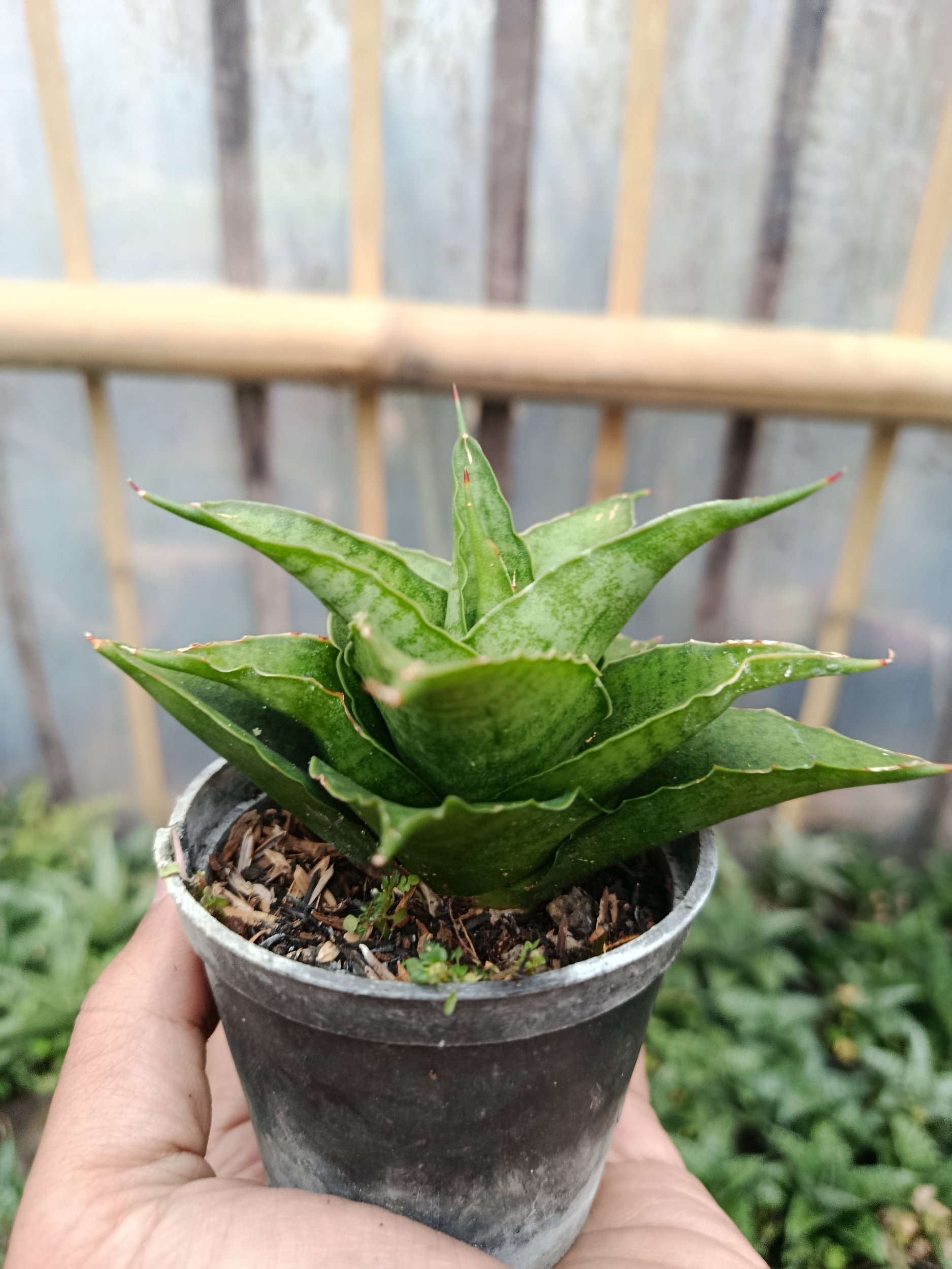 2047. Sansevieria Hybrid Monas - Image 3