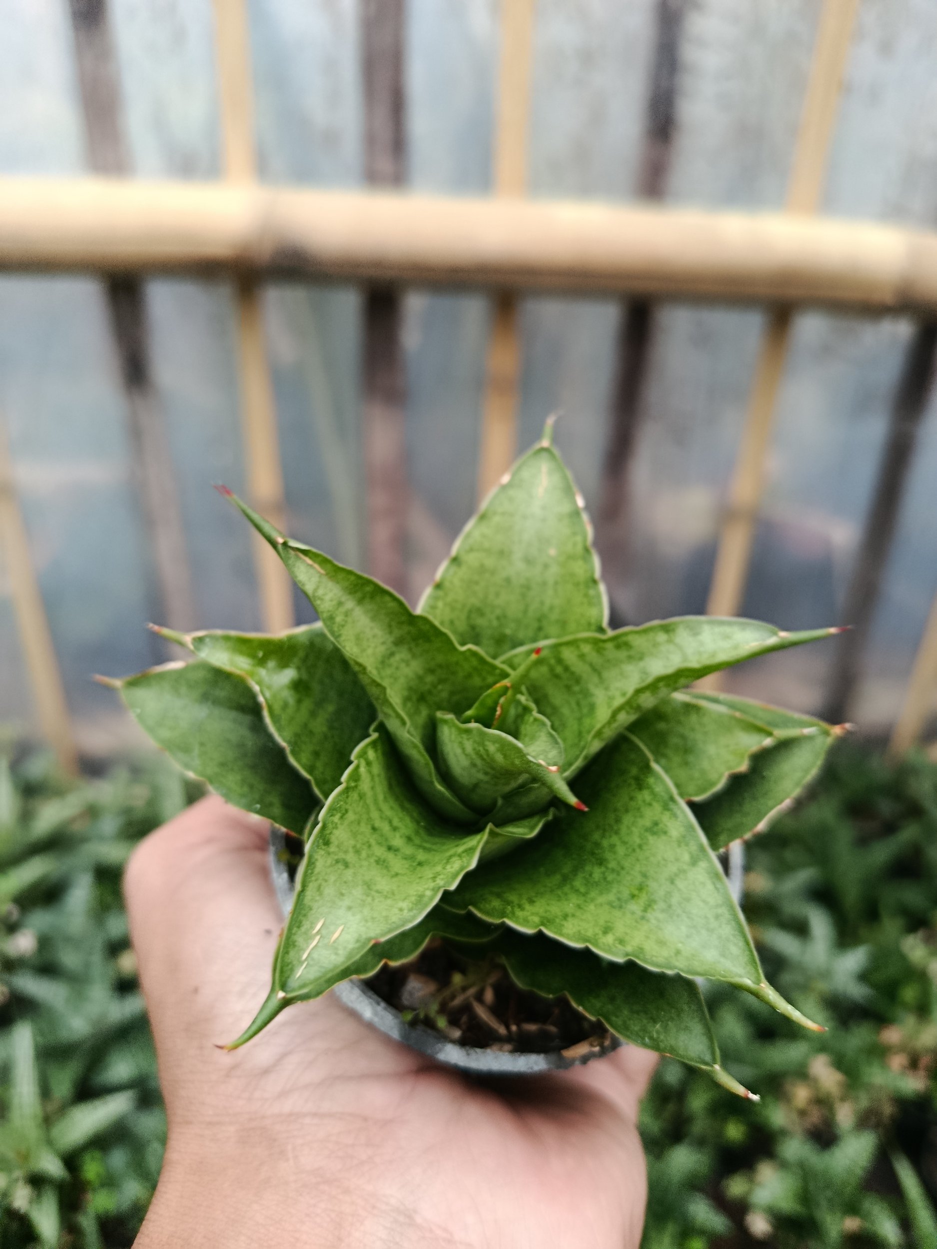 2047. Sansevieria Hybrid Monas - Image 4