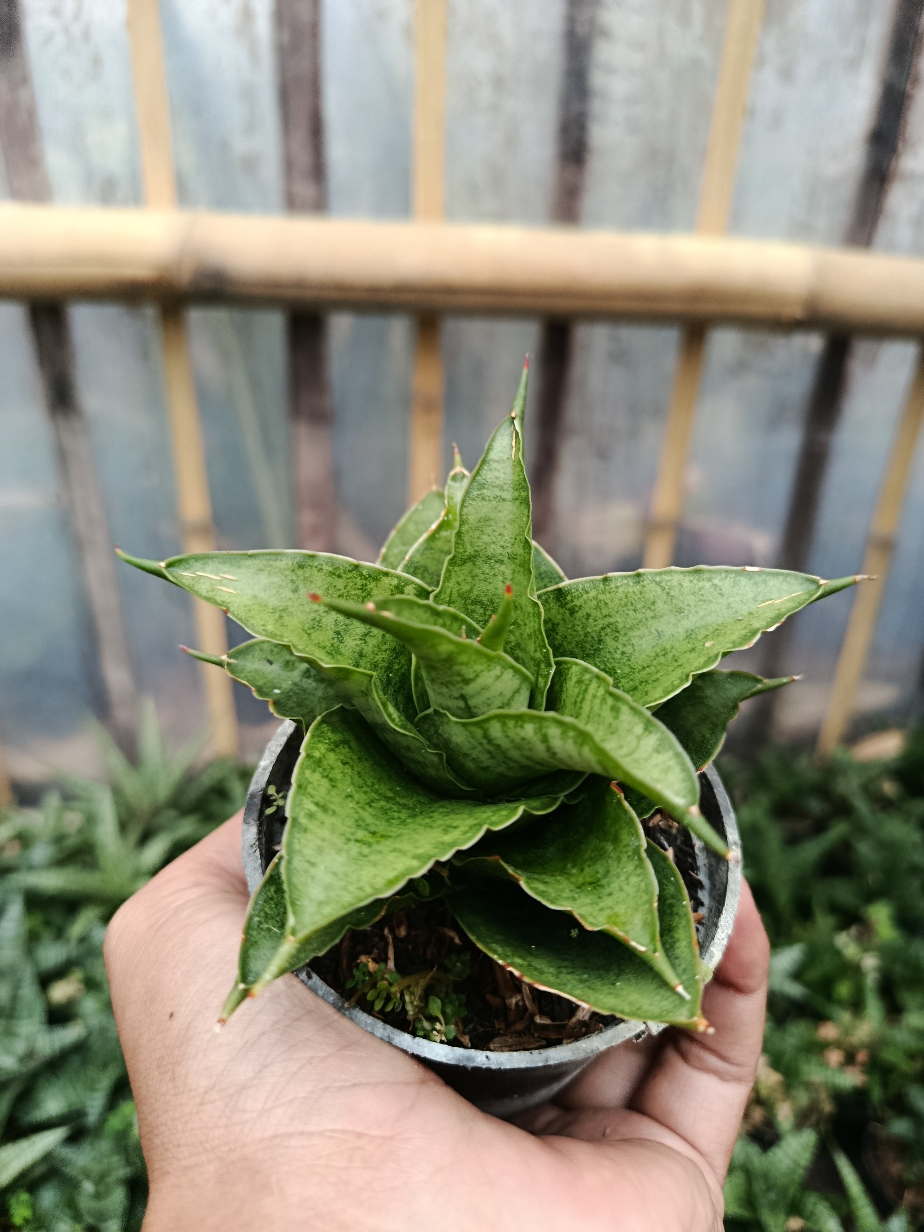 2047. Sansevieria Hybrid Monas - Image 5