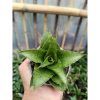 2047. Sansevieria Hybrid Monas