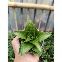 2047. Sansevieria Hybrid Monas