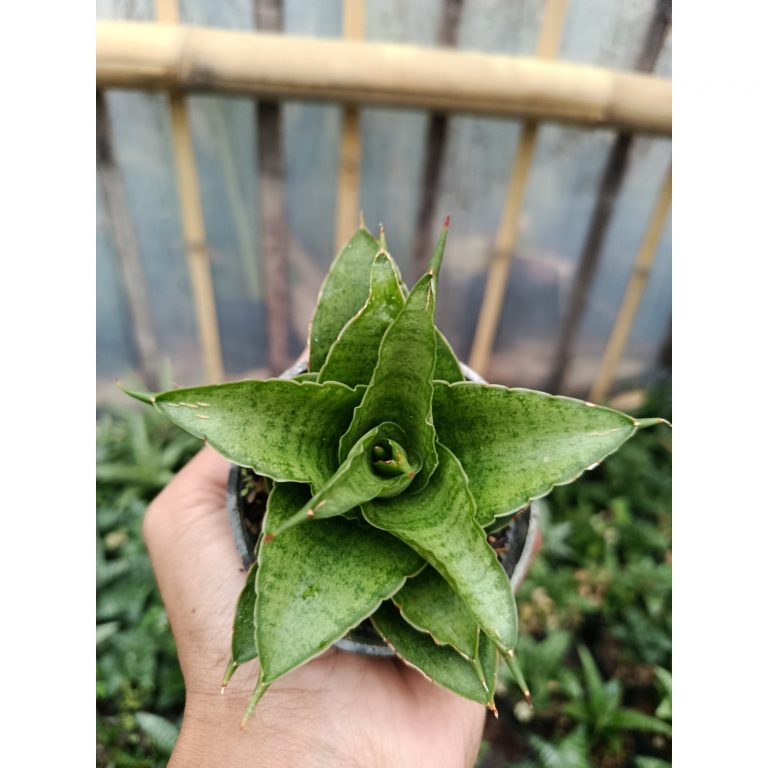 2047. Sansevieria Hybrid Monas