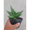 1963. Sansevieria Hybrid Oma Live