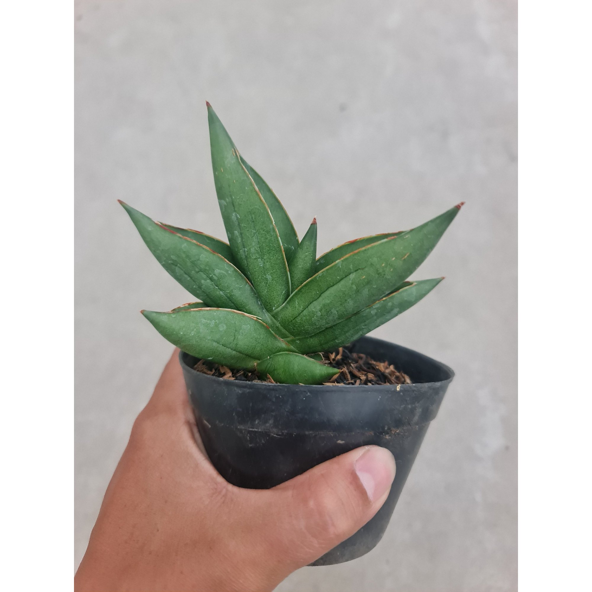 1963. Sansevieria Hybrid Oma Live