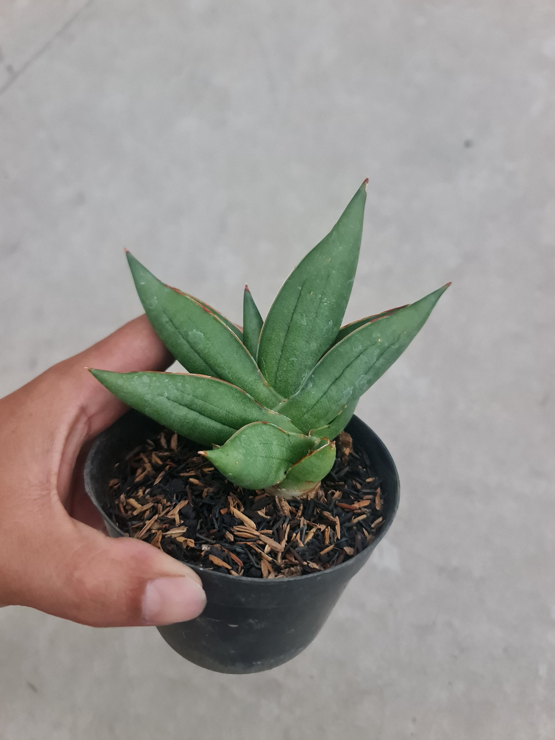 1963. Sansevieria Hybrid Oma Live - Image 2