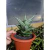 2098. Sansevieria Hybrid ( Original Seeds )