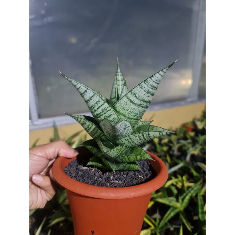 2098. Sansevieria Hybrid ( Original Seeds )
