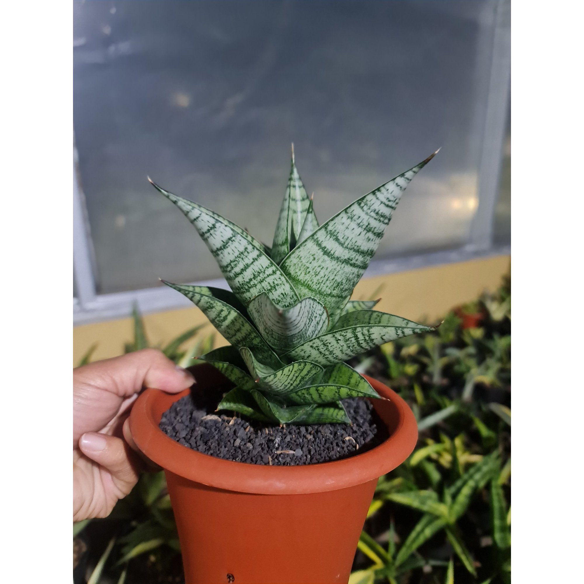 2098. Sansevieria Hybrid ( Original Seeds )