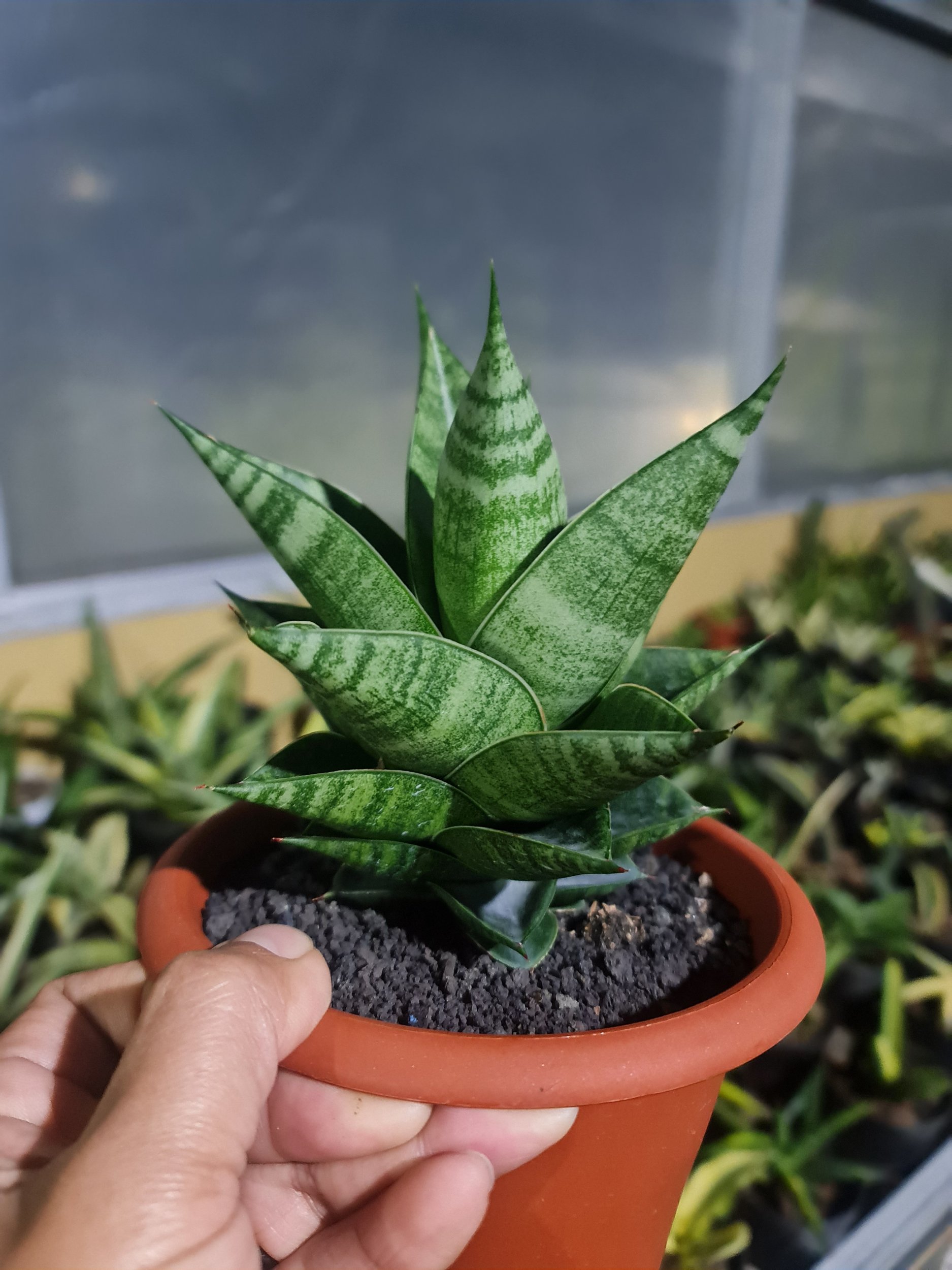 2098. Sansevieria Hybrid ( Original Seeds ) - Image 2