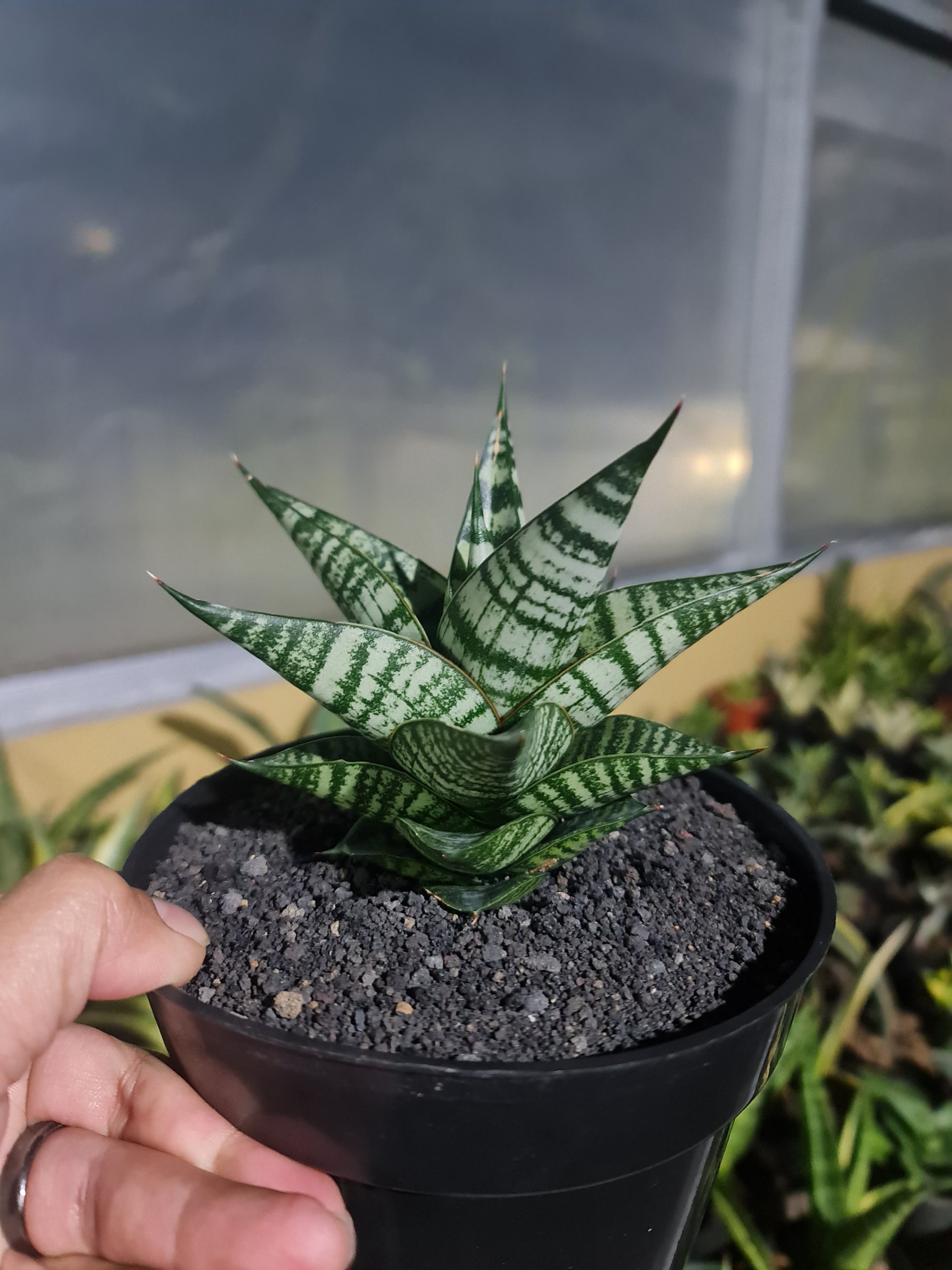 2098. Sansevieria Hybrid ( Original Seeds ) - Image 3
