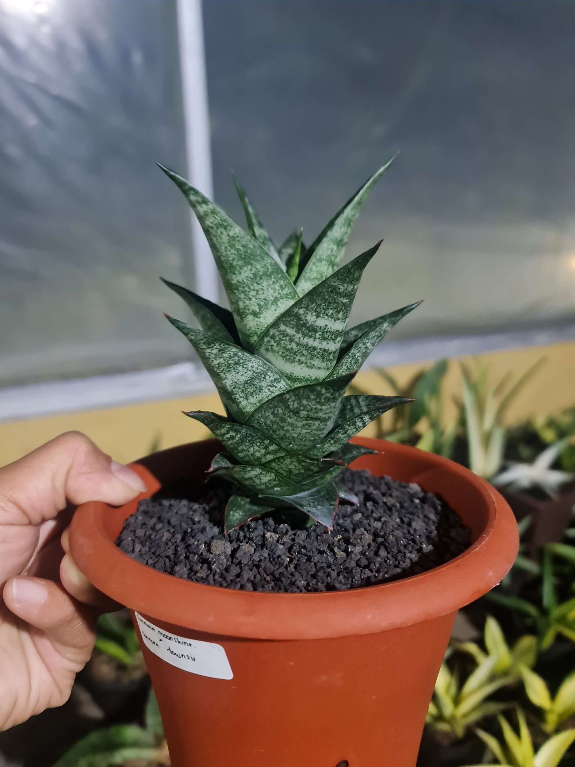 2098. Sansevieria Hybrid ( Original Seeds ) - Image 4