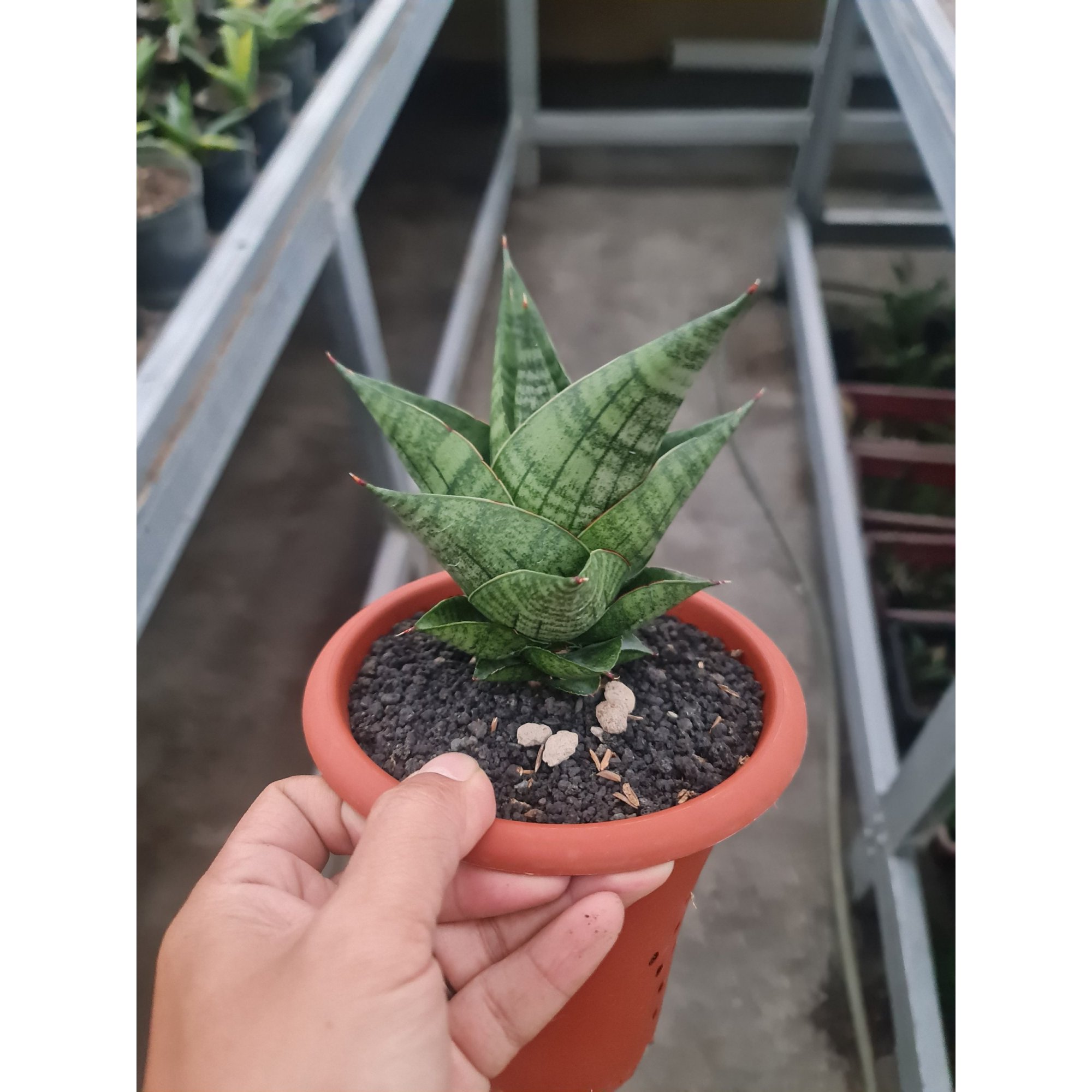 1973. Sansevieria Hybrid Original Seeds 4pcs Medium Size ( Noname )