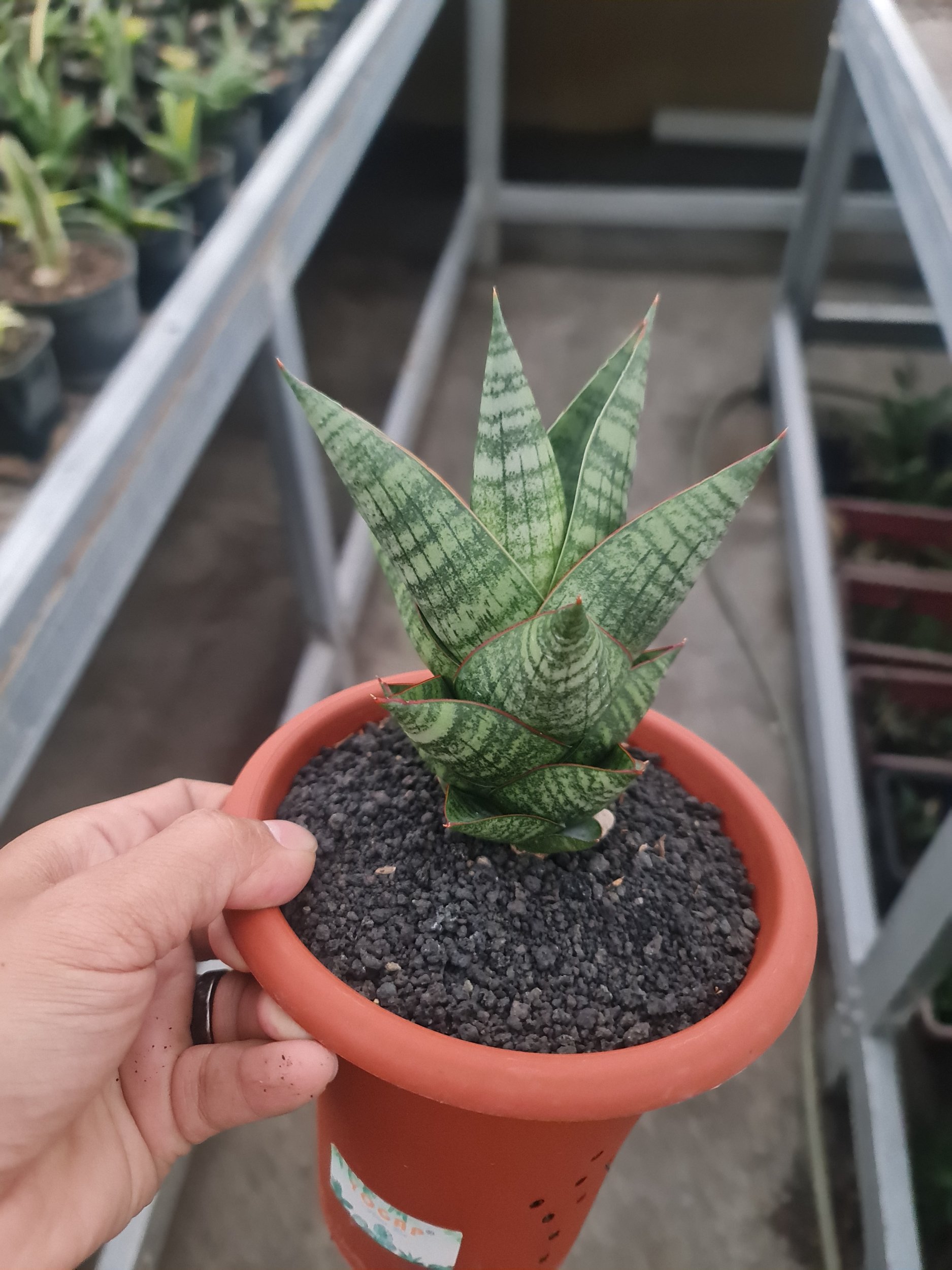 1973. Sansevieria Hybrid Original Seeds 4pcs Medium Size ( Noname ) - Image 2