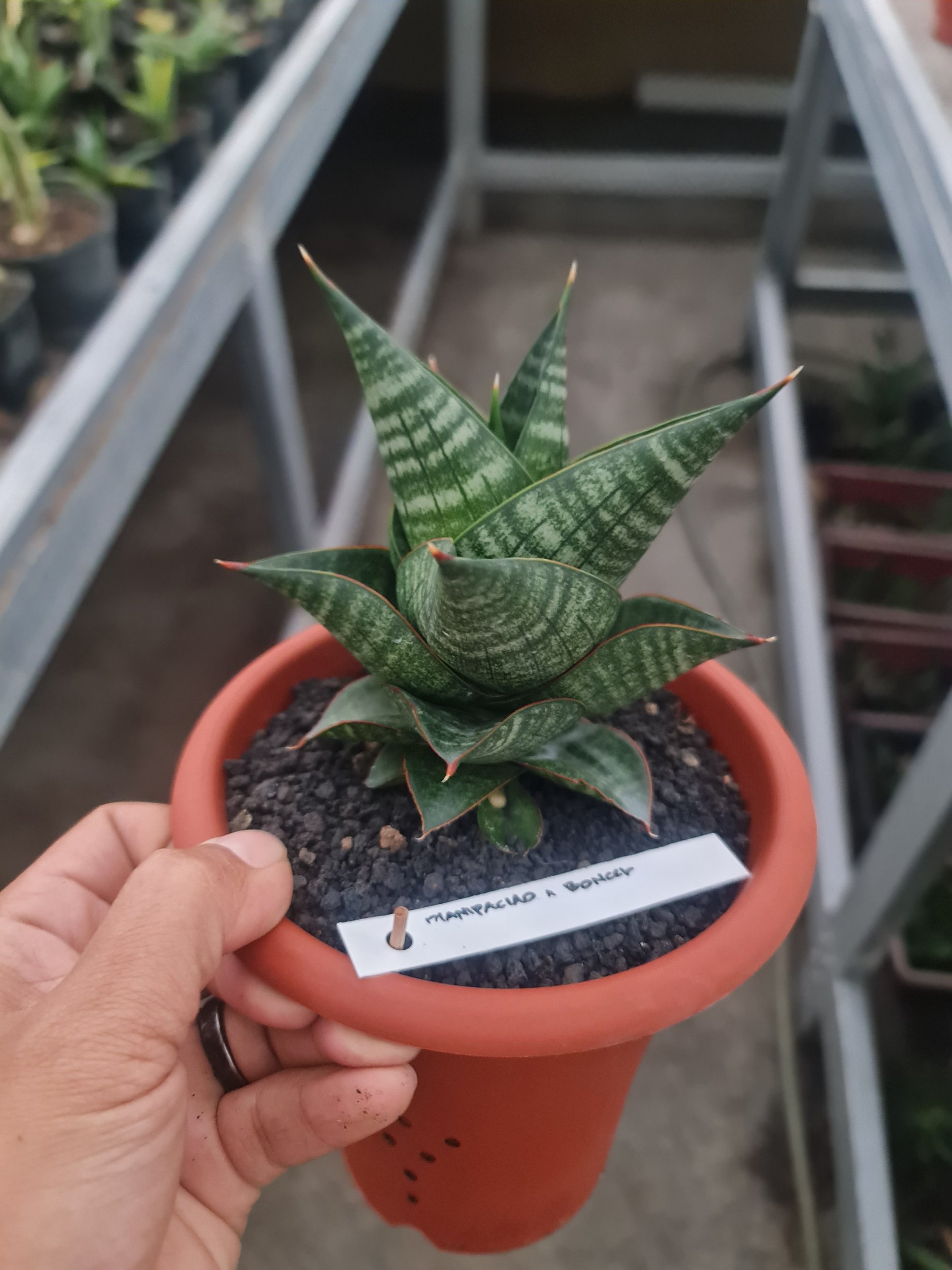 1973. Sansevieria Hybrid Original Seeds 4pcs Medium Size ( Noname ) - Image 3
