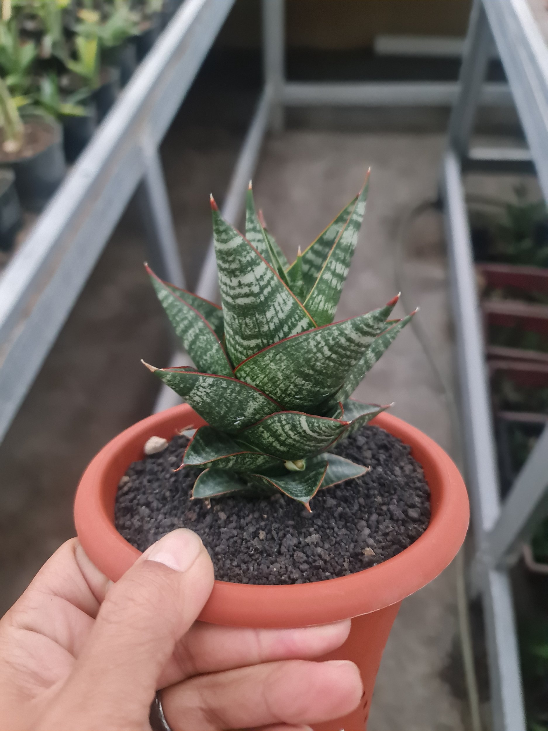 1973. Sansevieria Hybrid Original Seeds 4pcs Medium Size ( Noname ) - Image 4