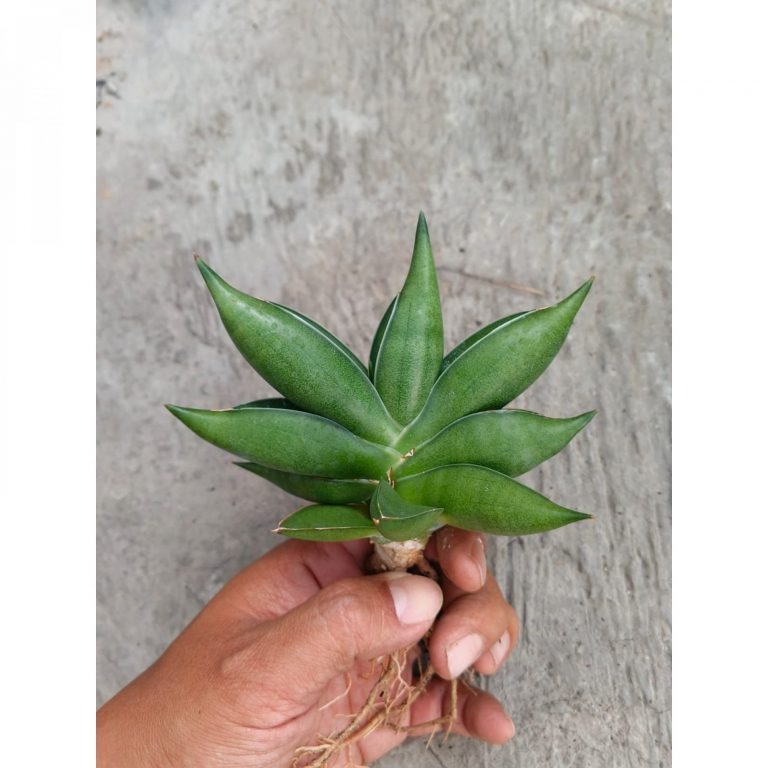 1719. Sansevieria Hybrid Pinguiculata Black X Boncel