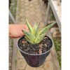 2294. Sansevieria Hybrid Predator Variegated