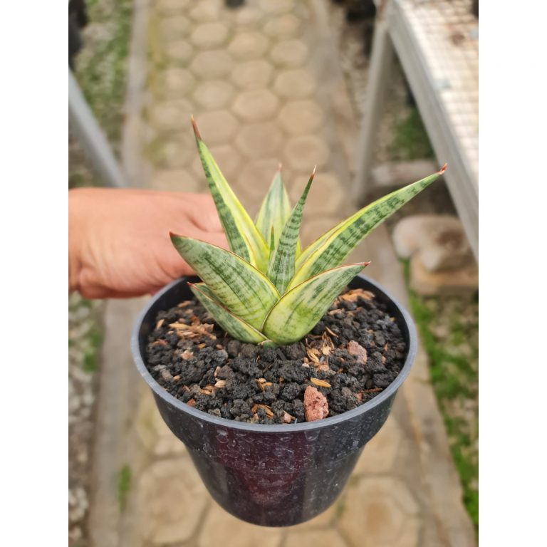 2294. Sansevieria Hybrid Predator Variegated