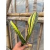 1586. Sansevieria Hybrid Pupharmon Delight Variegated