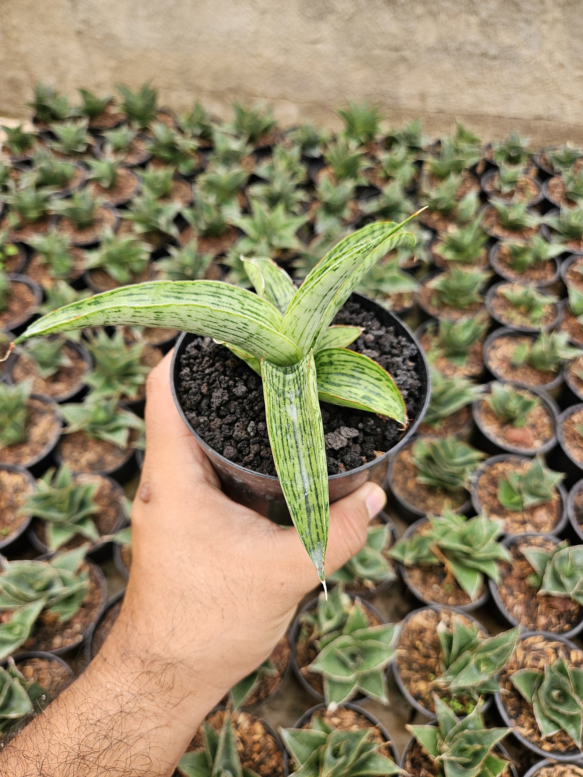 2229. Sansevieria Hybrid Samaratungga - Image 2