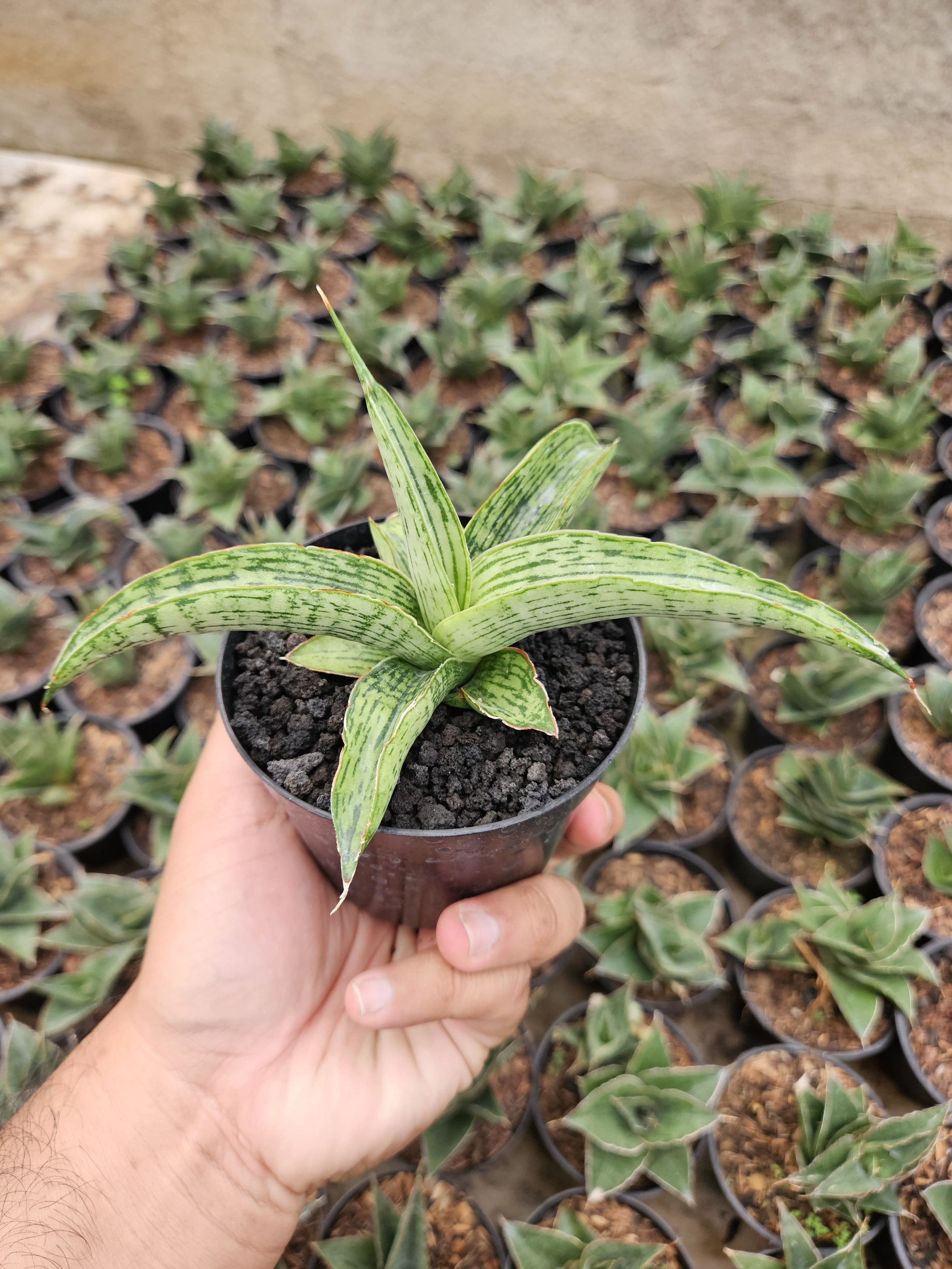 2229. Sansevieria Hybrid Samaratungga - Image 3