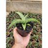 2229. Sansevieria Hybrid Samaratungga