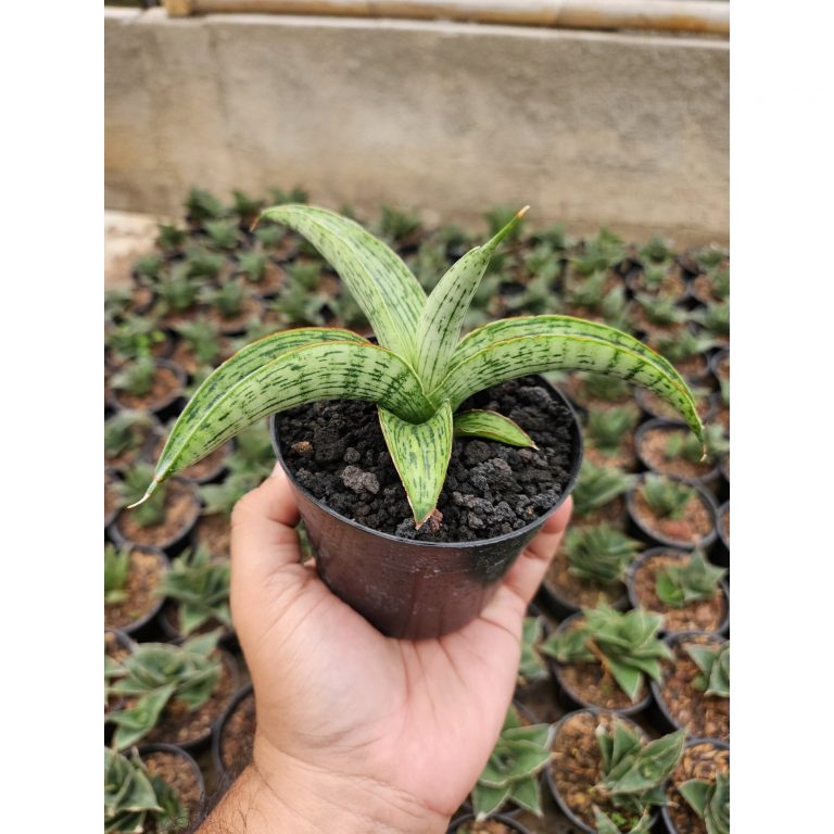 2229. Sansevieria Hybrid Samaratungga