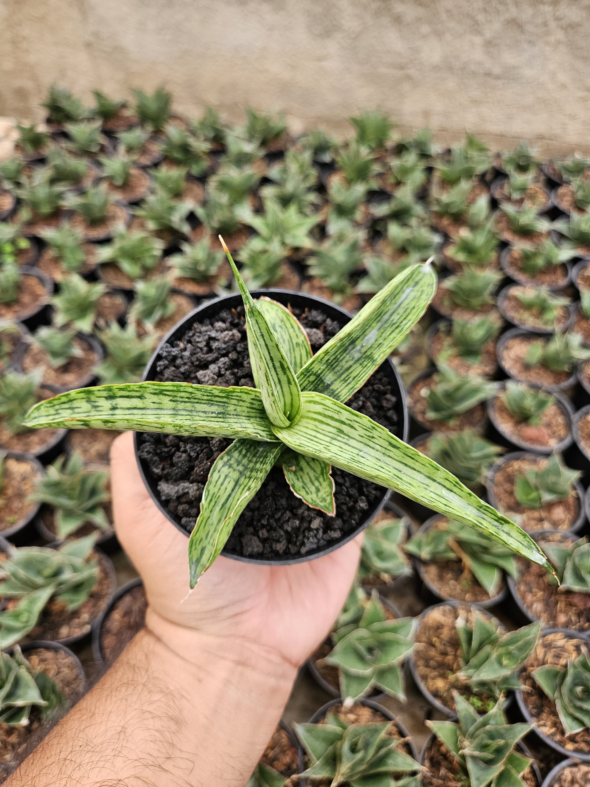 2229. Sansevieria Hybrid Samaratungga - Image 4