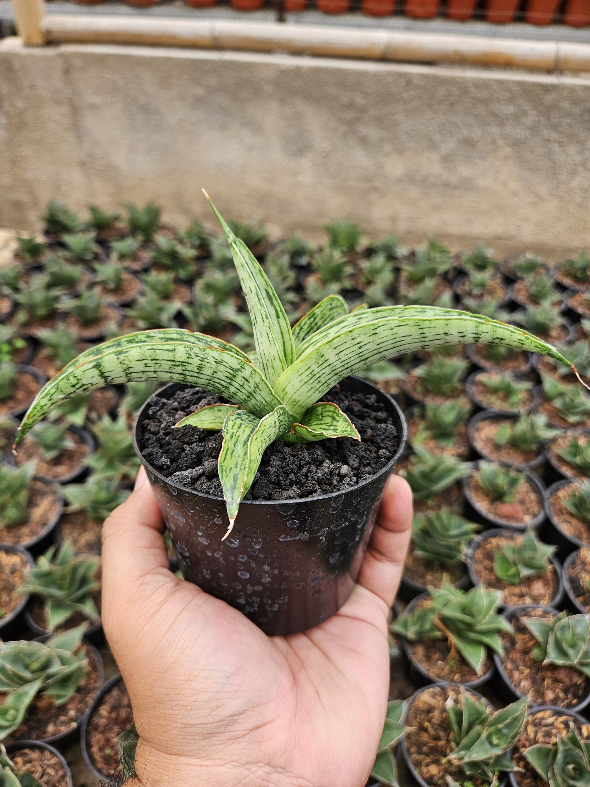2229. Sansevieria Hybrid Samaratungga - Image 5