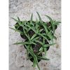 2215. Sansevieria Hybrid Samaratungga 10 Pcs