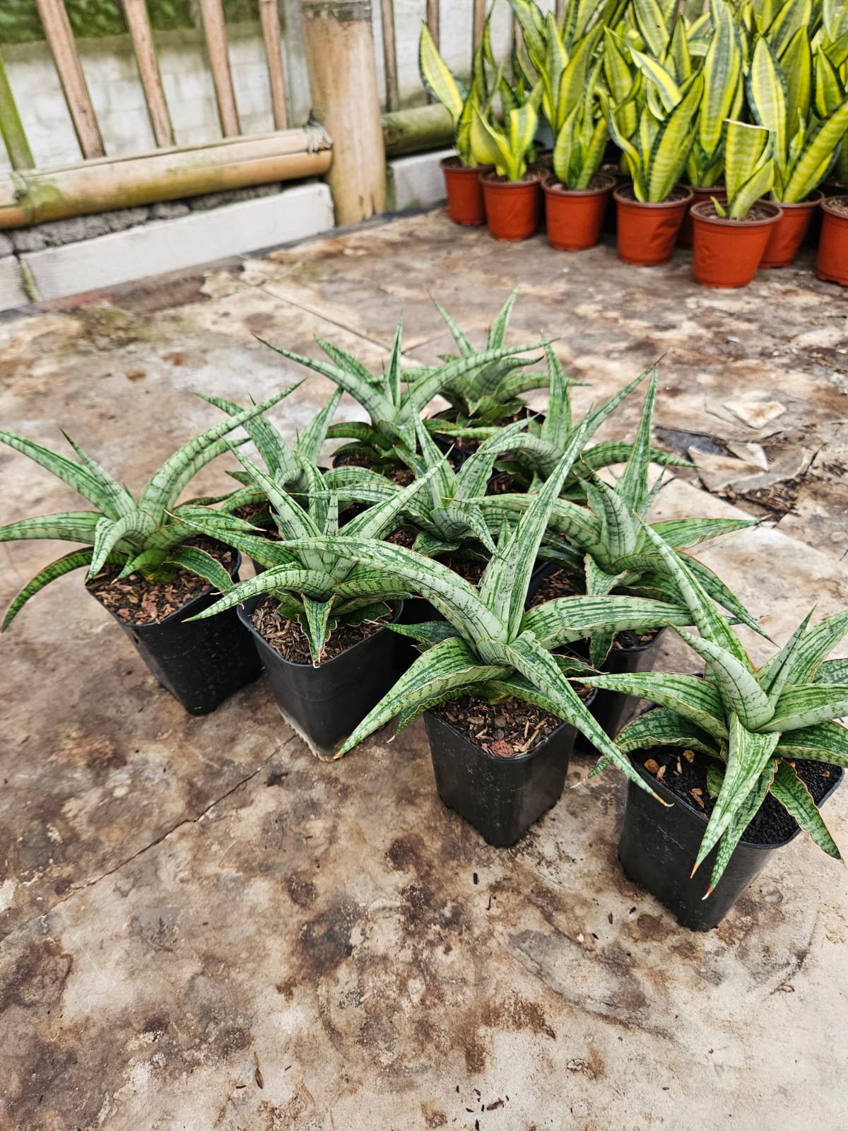 2241. Sansevieria Hybrid Sayang - Image 2