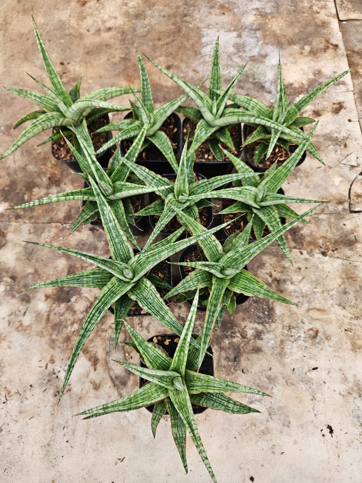 2241. Sansevieria Hybrid Sayang - Image 3