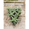 2241. Sansevieria Hybrid Sayang