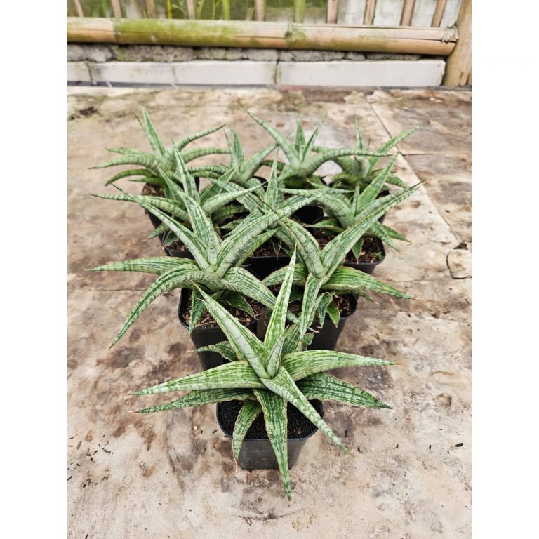 2241. Sansevieria Hybrid Sayang