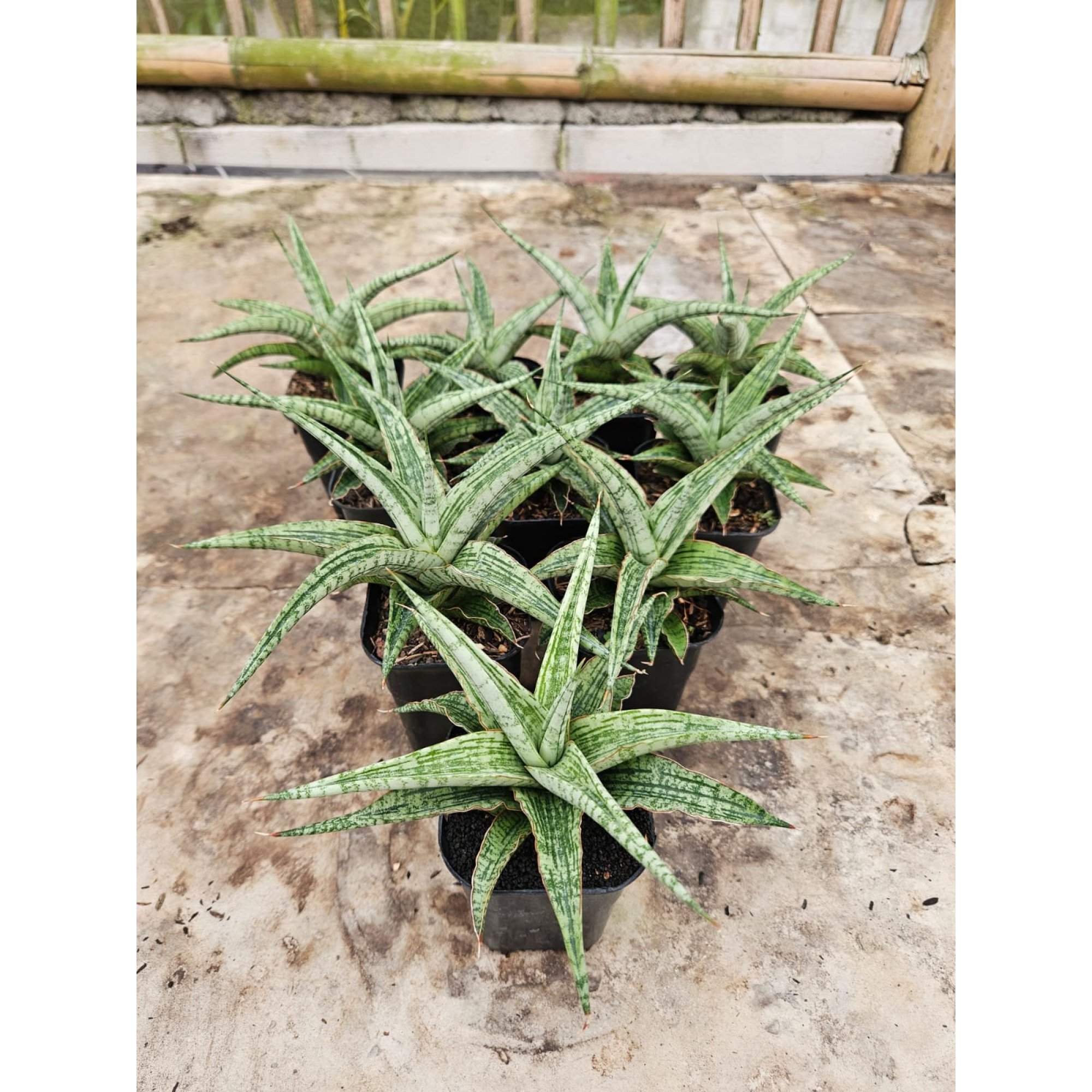 2241. Sansevieria Hybrid Sayang