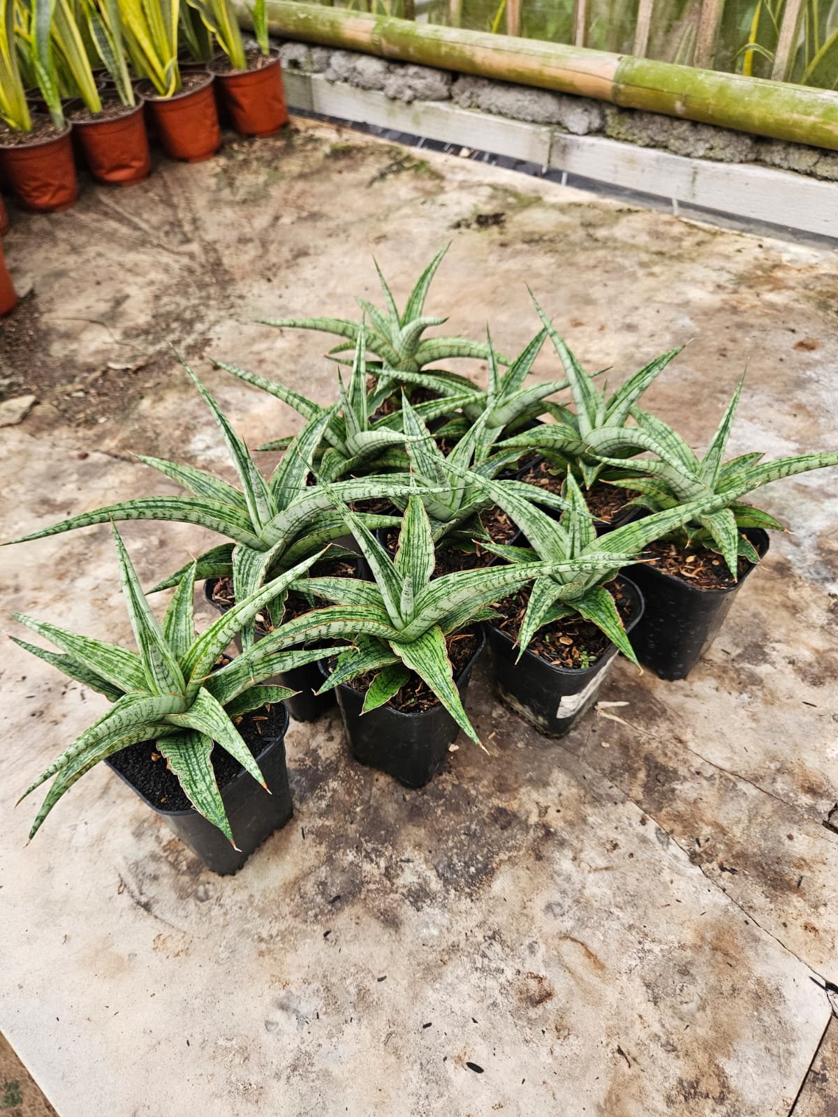 2241. Sansevieria Hybrid Sayang - Image 4