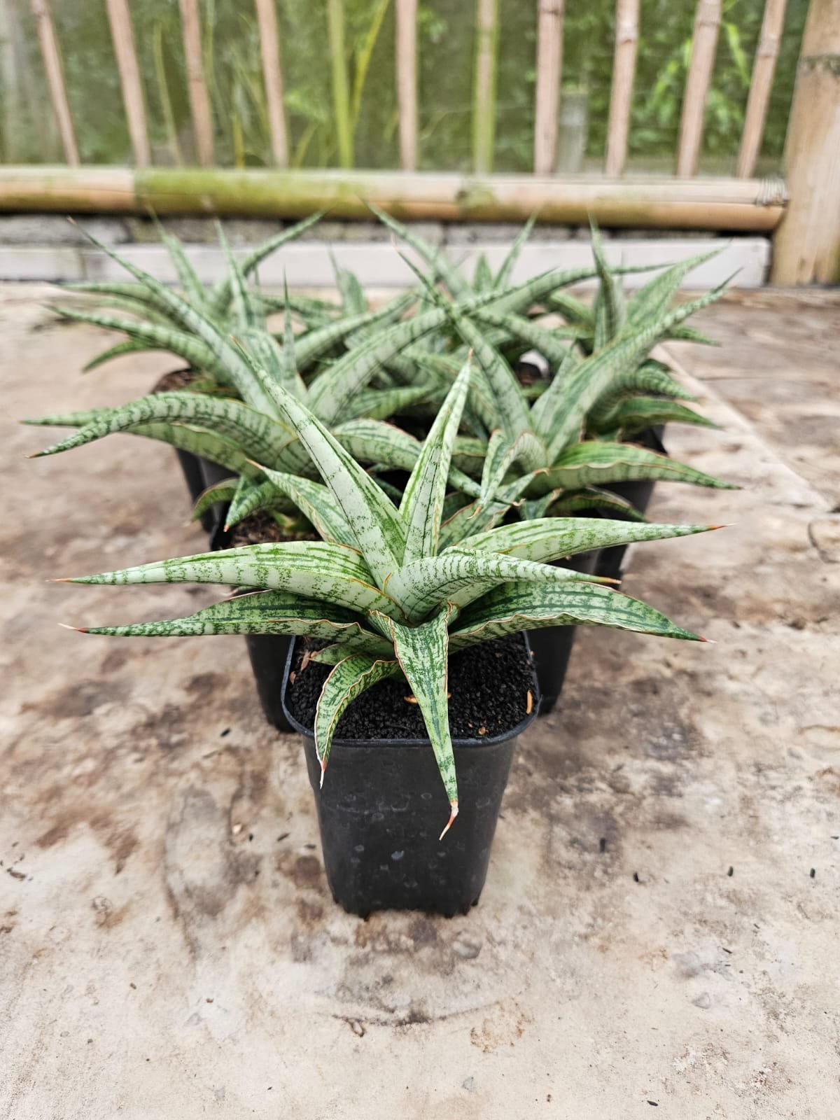 2241. Sansevieria Hybrid Sayang - Image 5