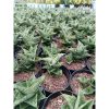 2004. Sansevieria Hybrid Sindoro